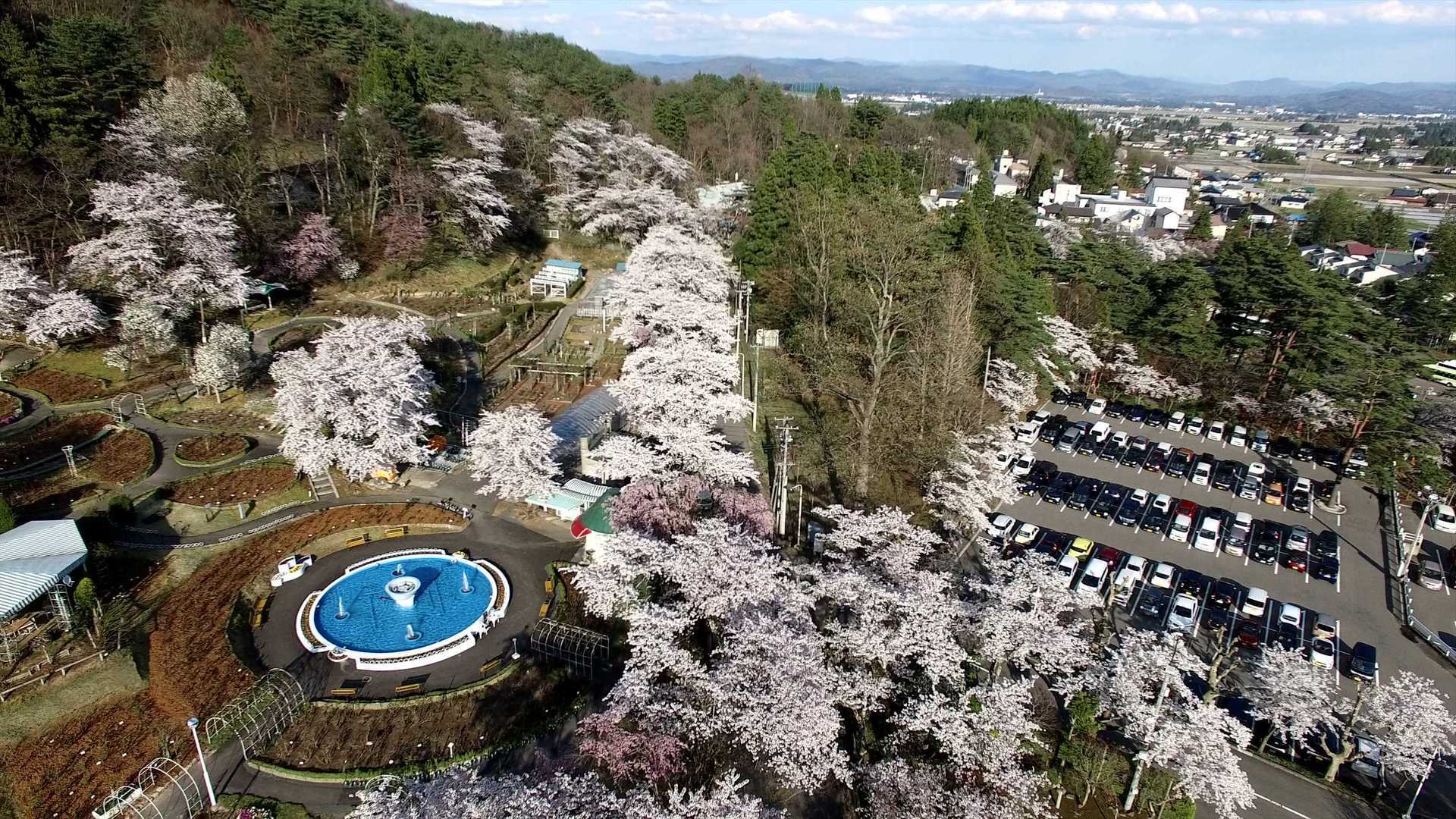 桜満開の花巻温泉 花巻温泉スタッフblog ぽちっと花温 楽天版 楽天ブログ