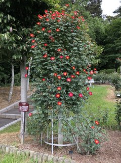 20180531_Hanamakionsen Rose Garden10.jpg