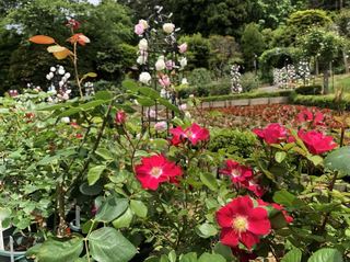 20180531_Hanamakionsen Rose Garden3.jpg
