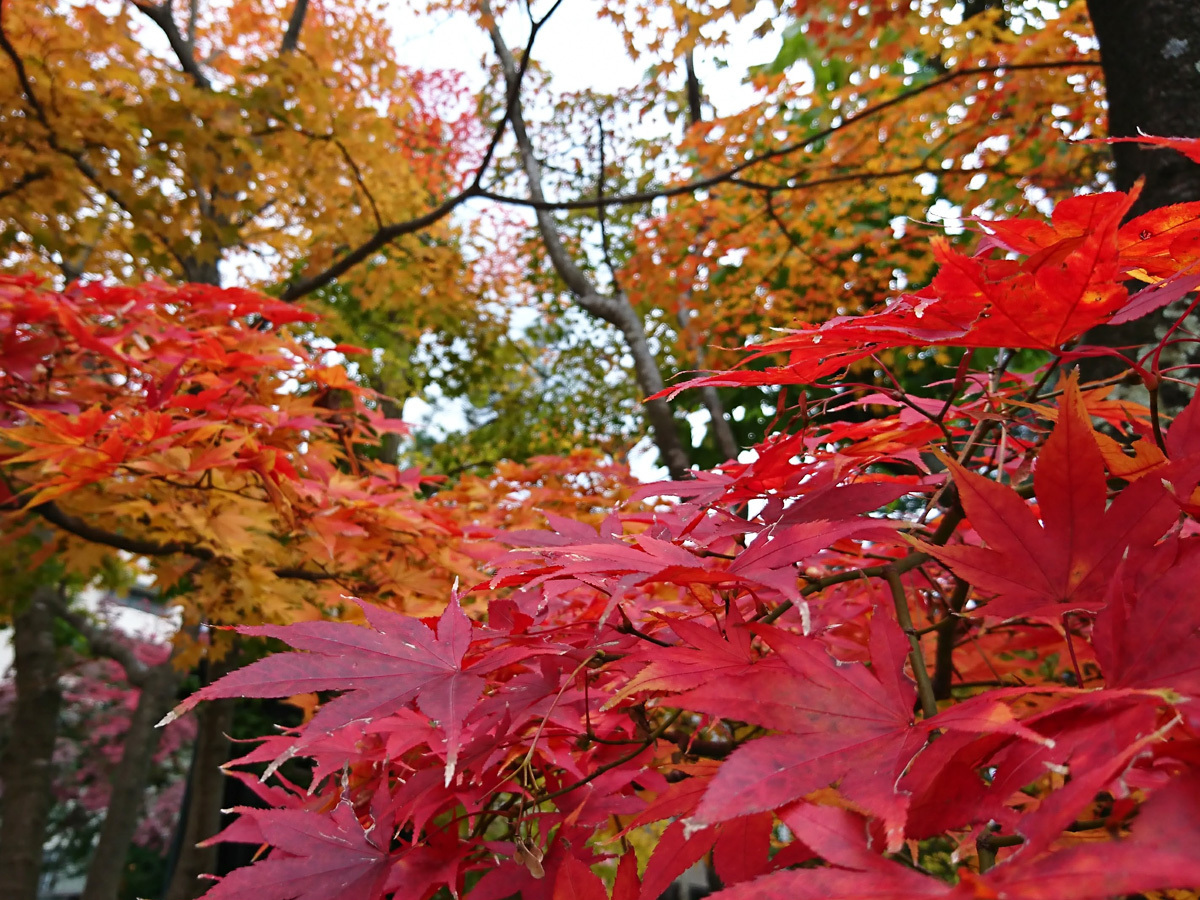 20171031_紅葉@.jpg