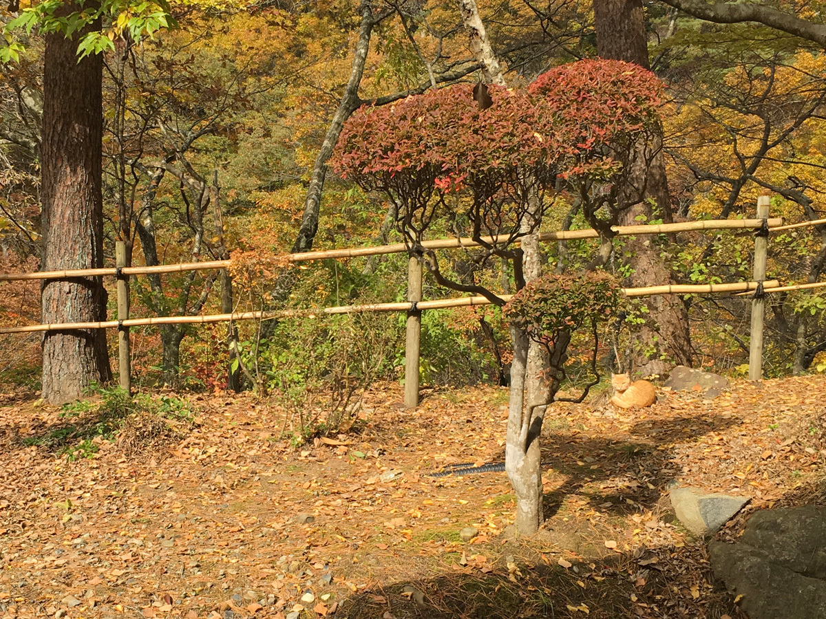 20171028_紅葉H.jpg