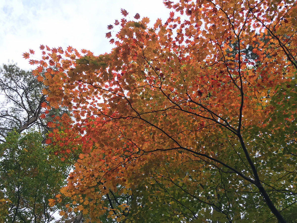 20171028_紅葉F.jpg