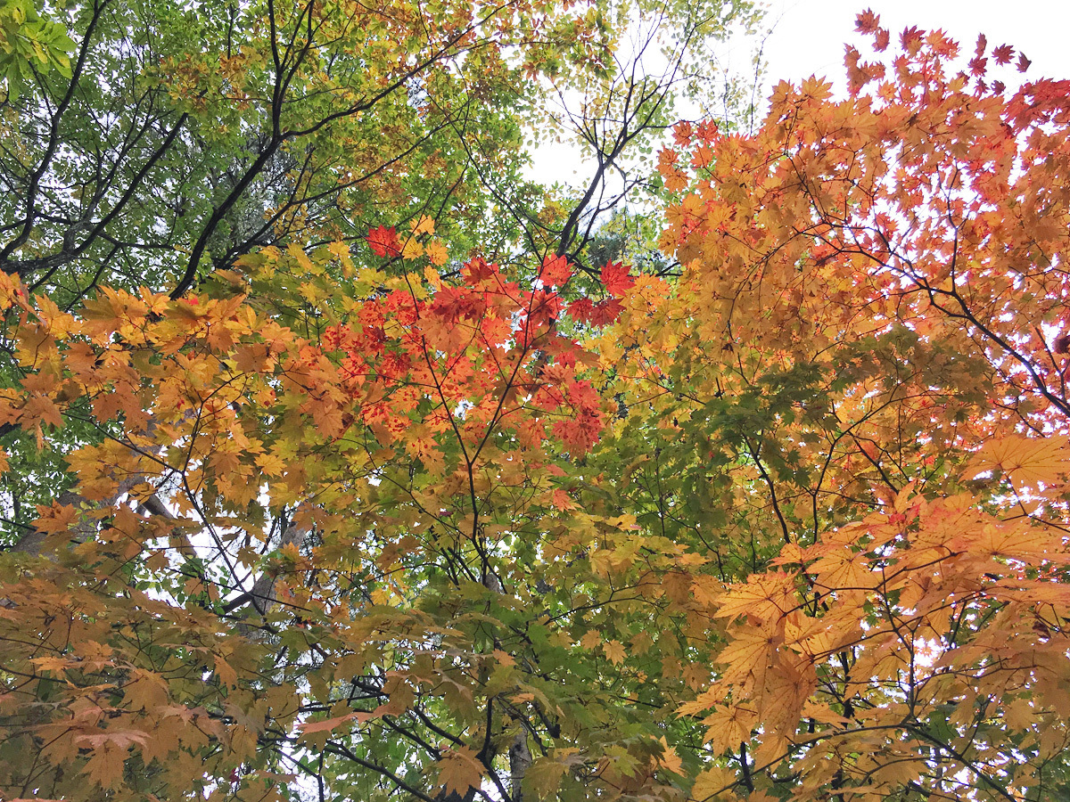 20171028_紅葉G.jpg