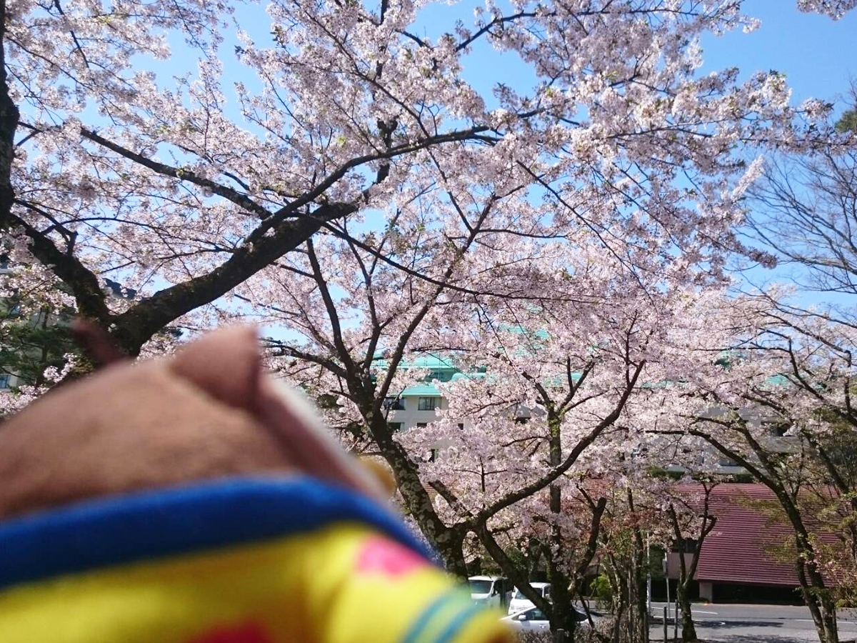 20170504_桜C.jpg