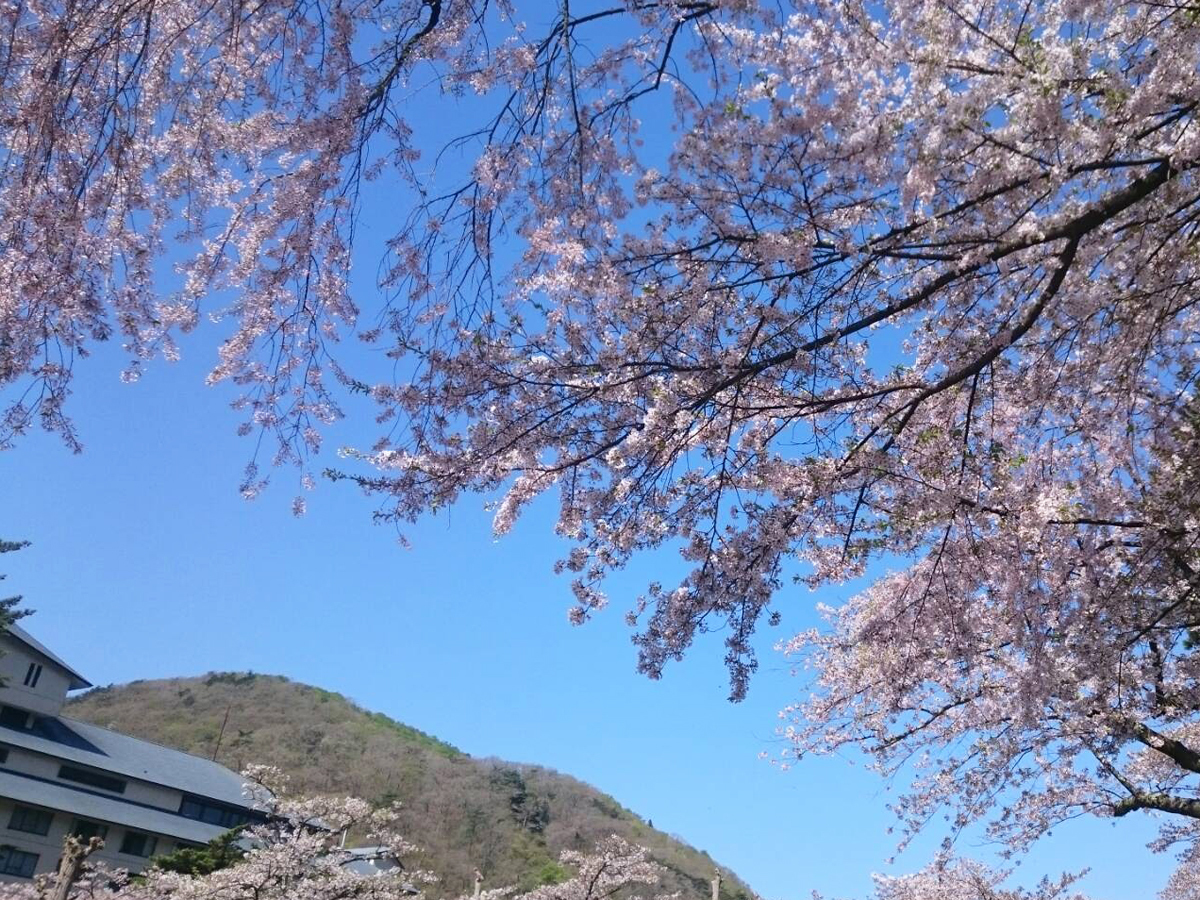 20170504_桜@.jpg