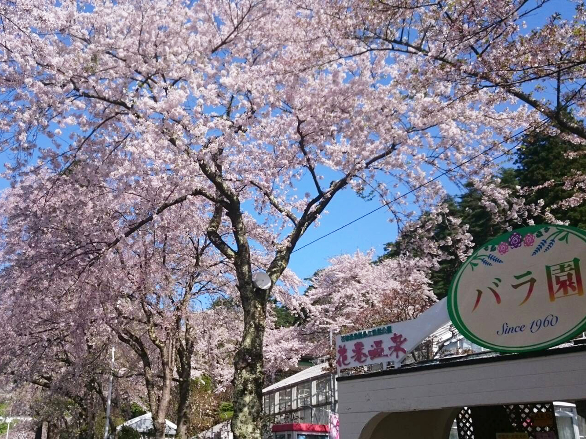 20170504_桜Ajpg