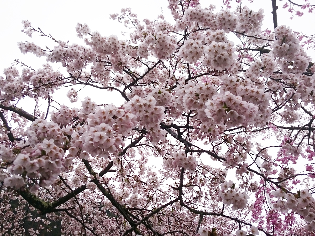 20170426_桜B.jpg
