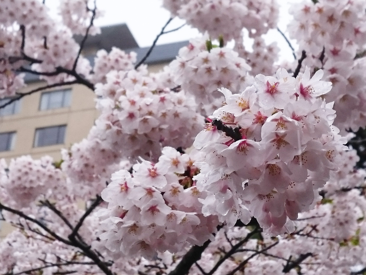20170426_桜@.jpg