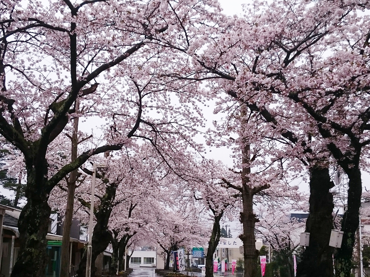 20170426_桜A.jpg
