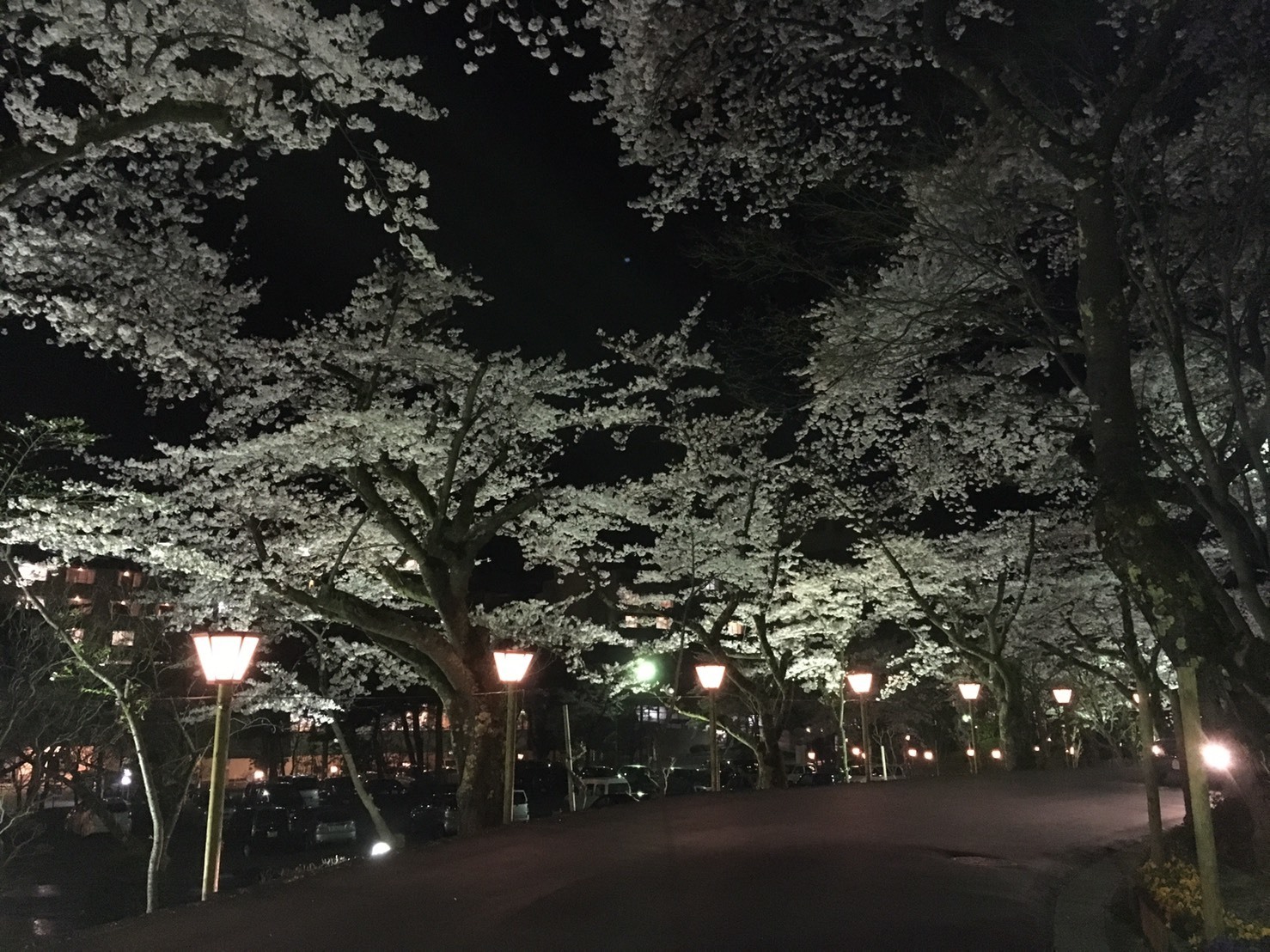 20160423_夜桜.jpg
