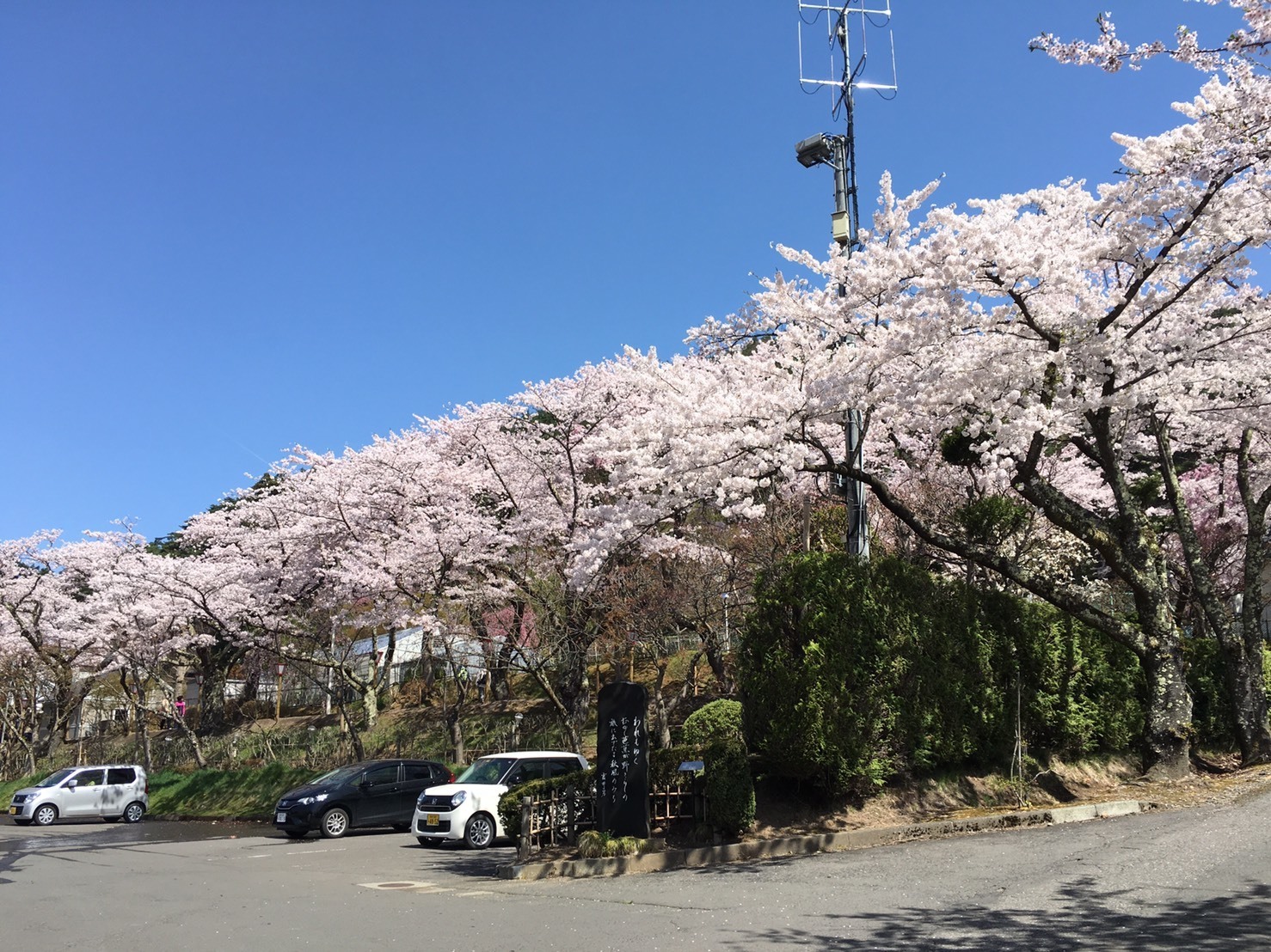 20160424_桜4.jpg