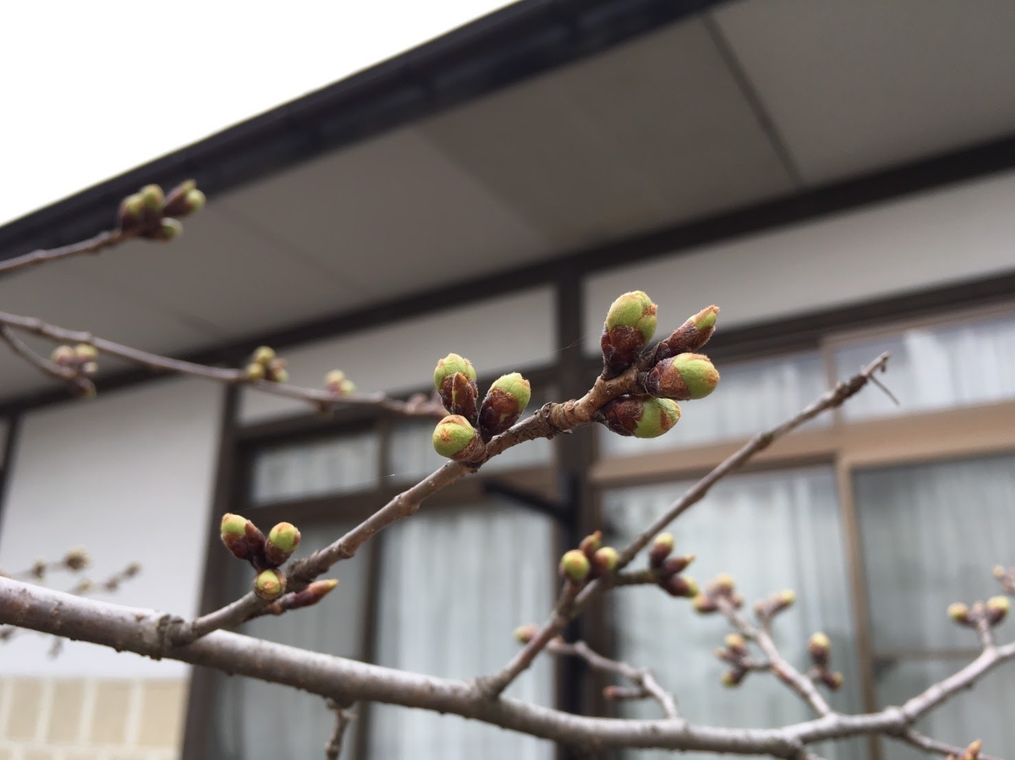 20170408_つぼみ.jpg
