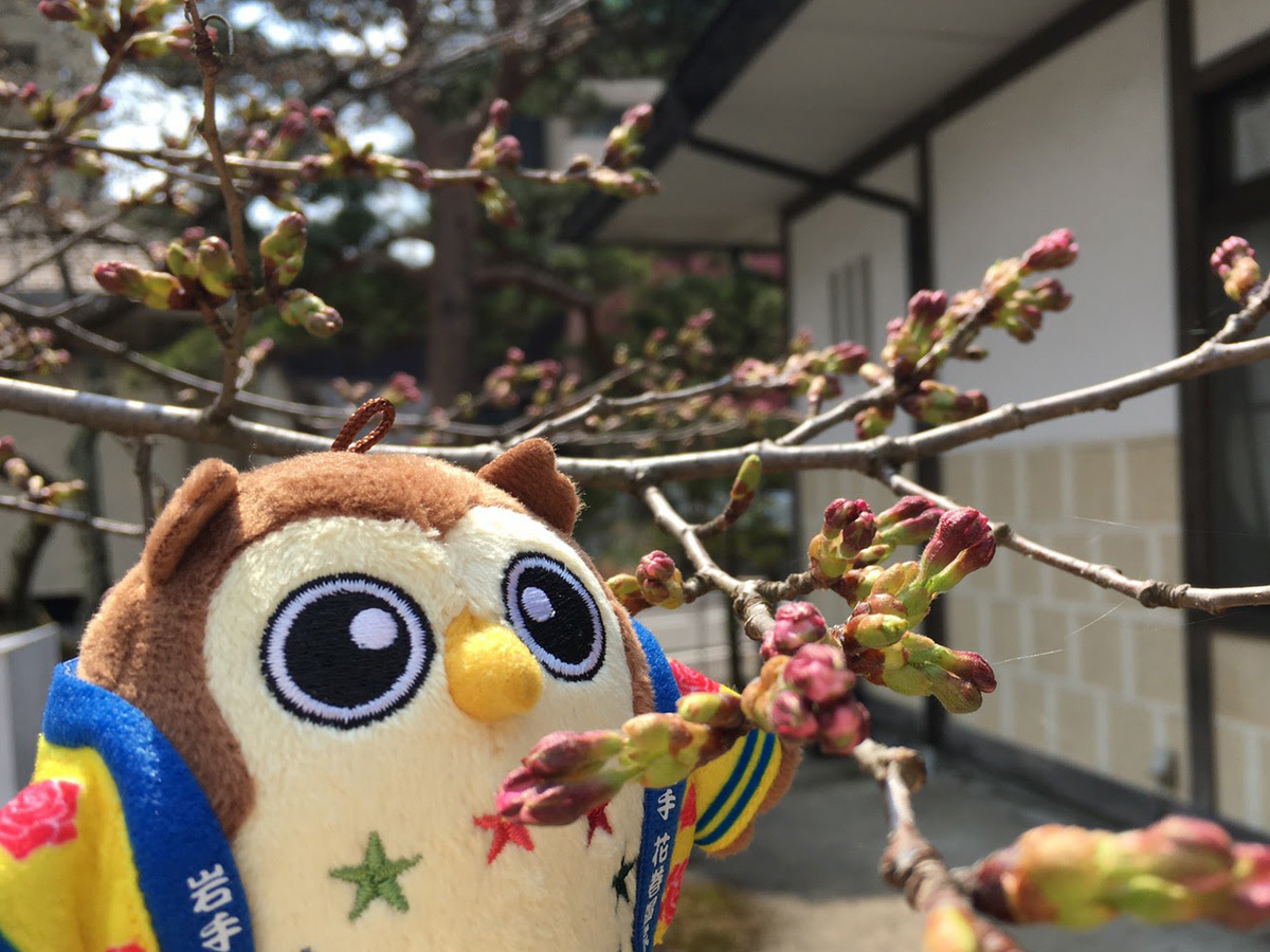 20170416_つぼみとフクロー.jpg