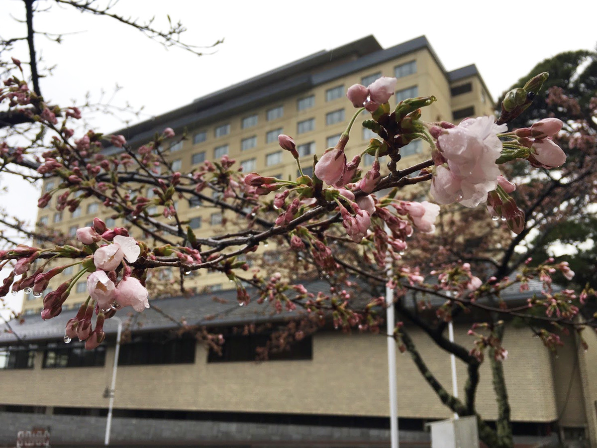 20170419_標本木.jpg