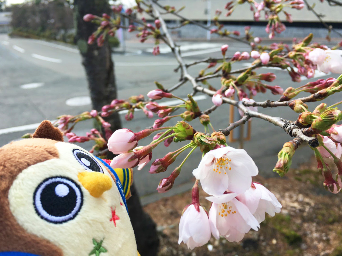 20170420_フクローと桜.jpg