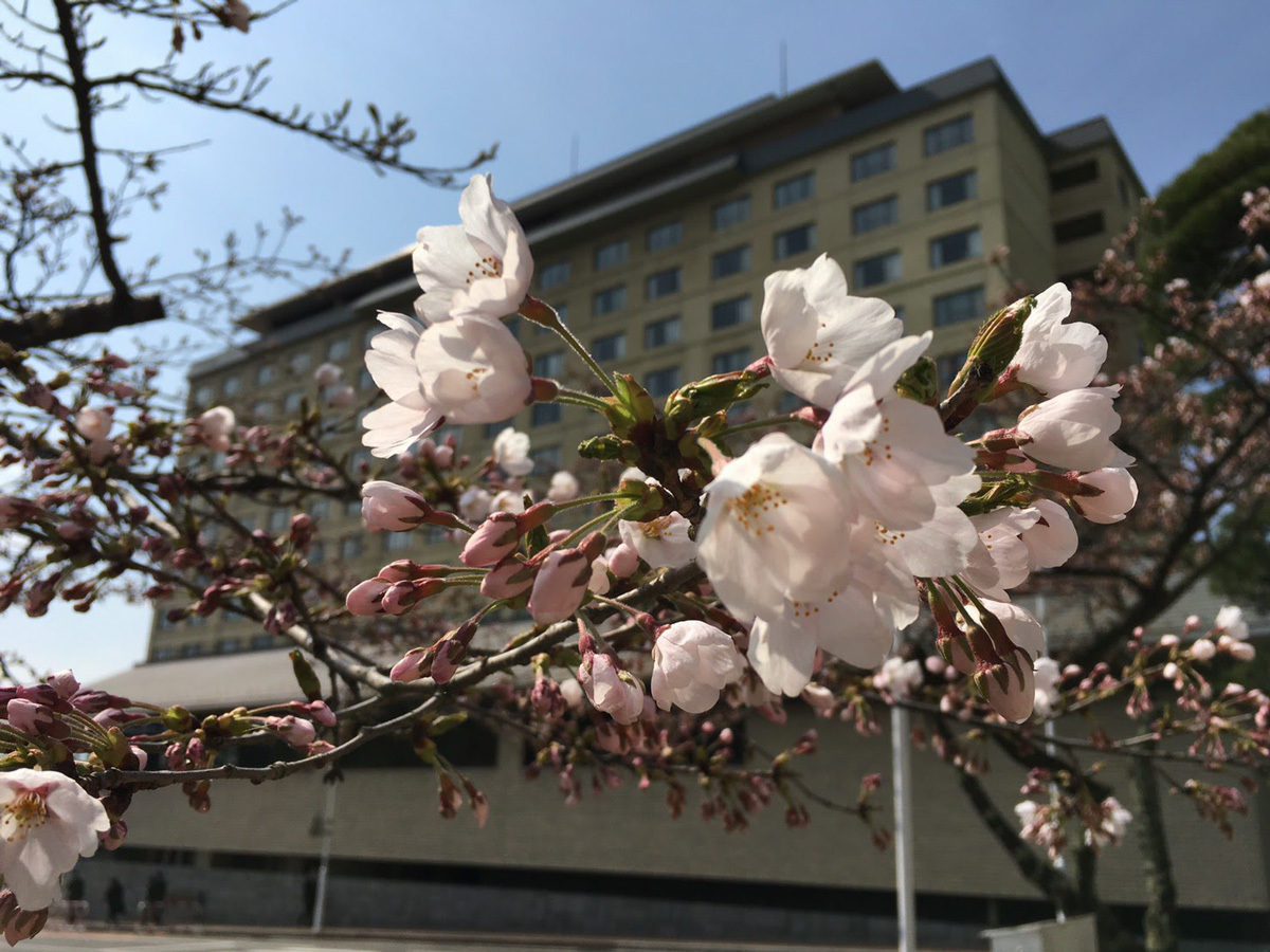 20170421_標本木.jpg