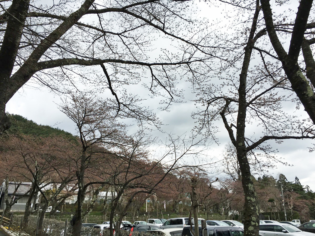 20170422_桜A.jpg