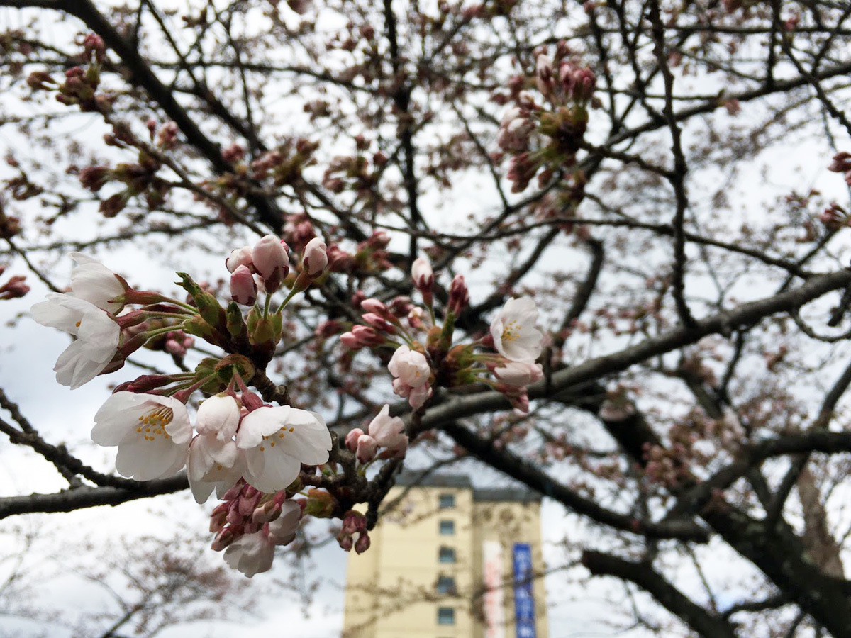 20170422_桜B.jpg
