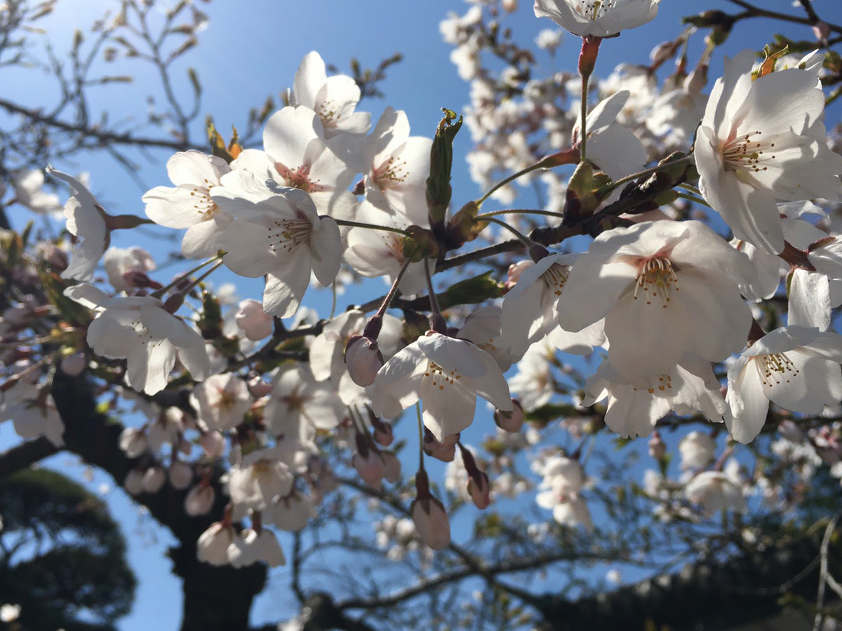 20170424_標本木.jpg