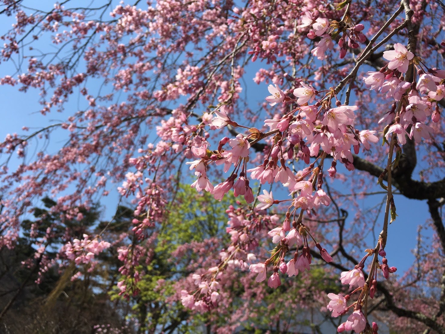 20170424_枝垂桜.jpg