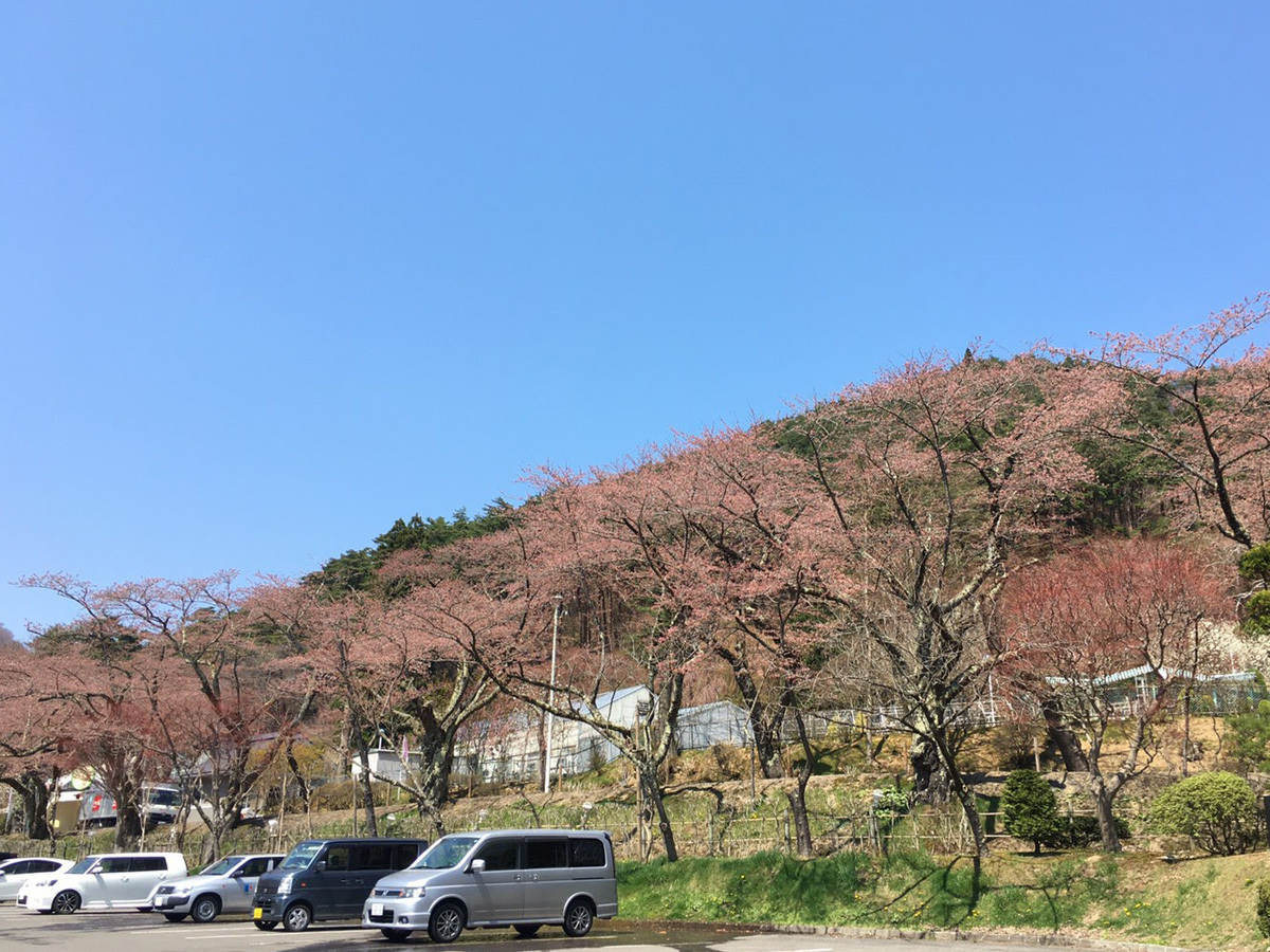 20170424_バラ園前の桜並木.jpg
