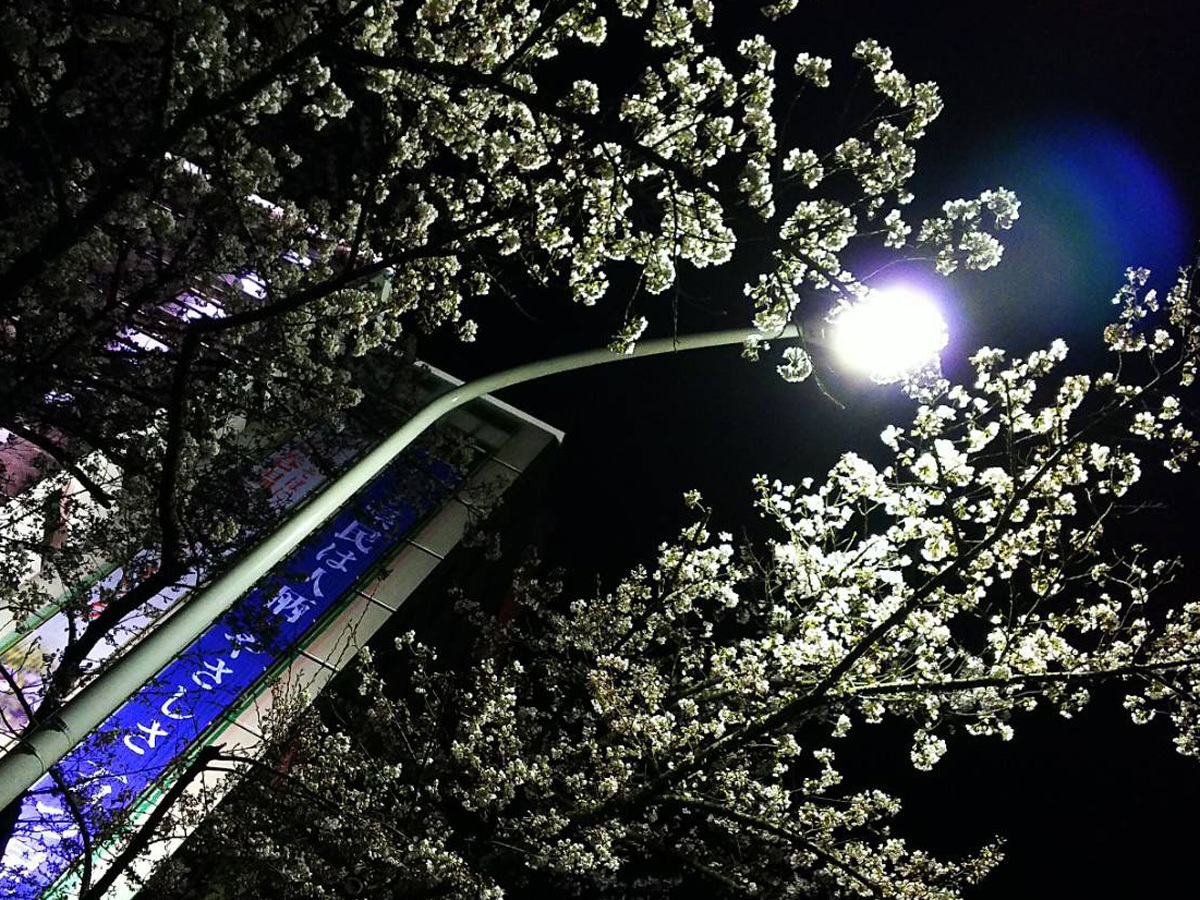 20170425_夜桜.jpg