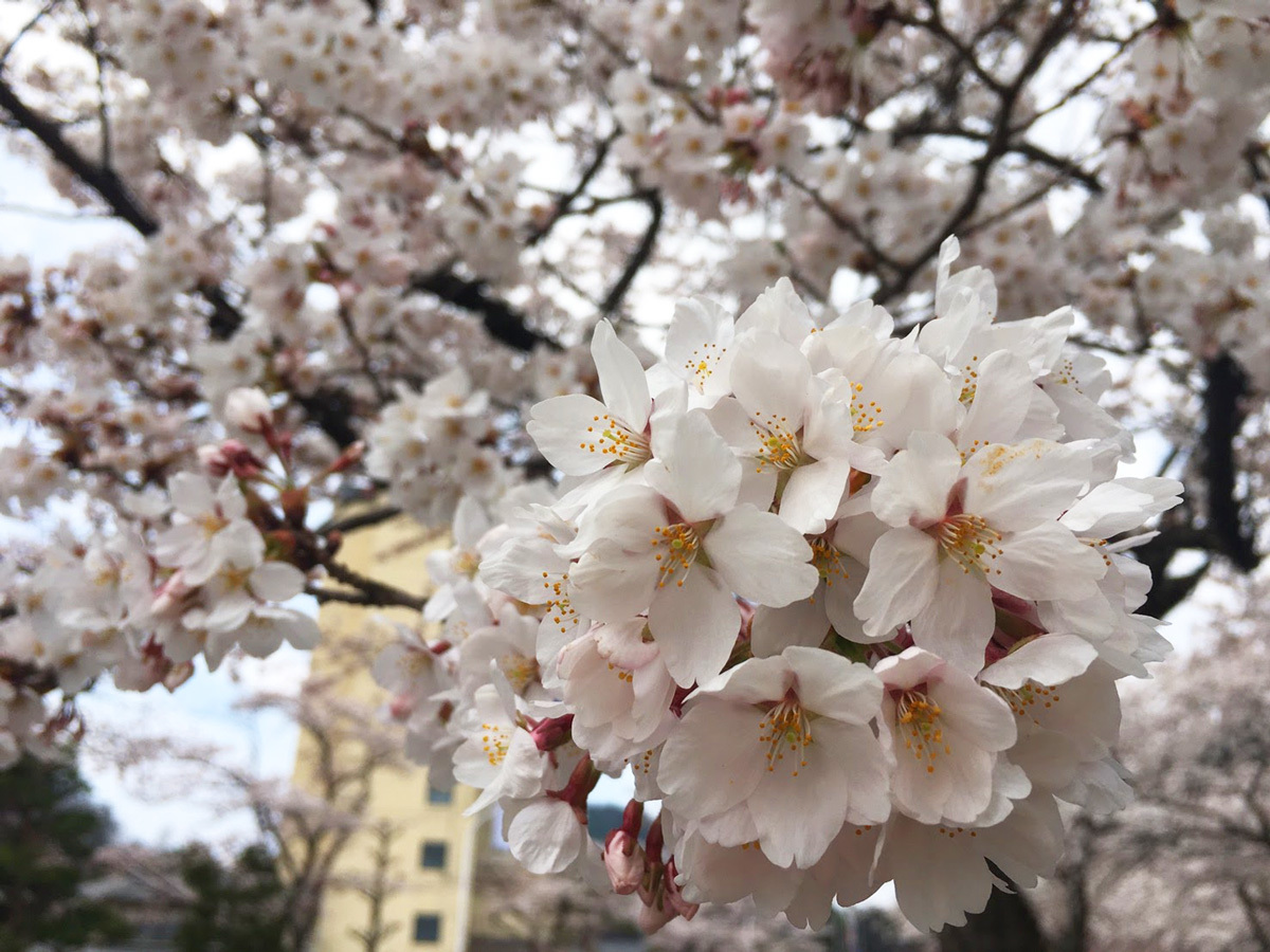 20170425_桜.jpg