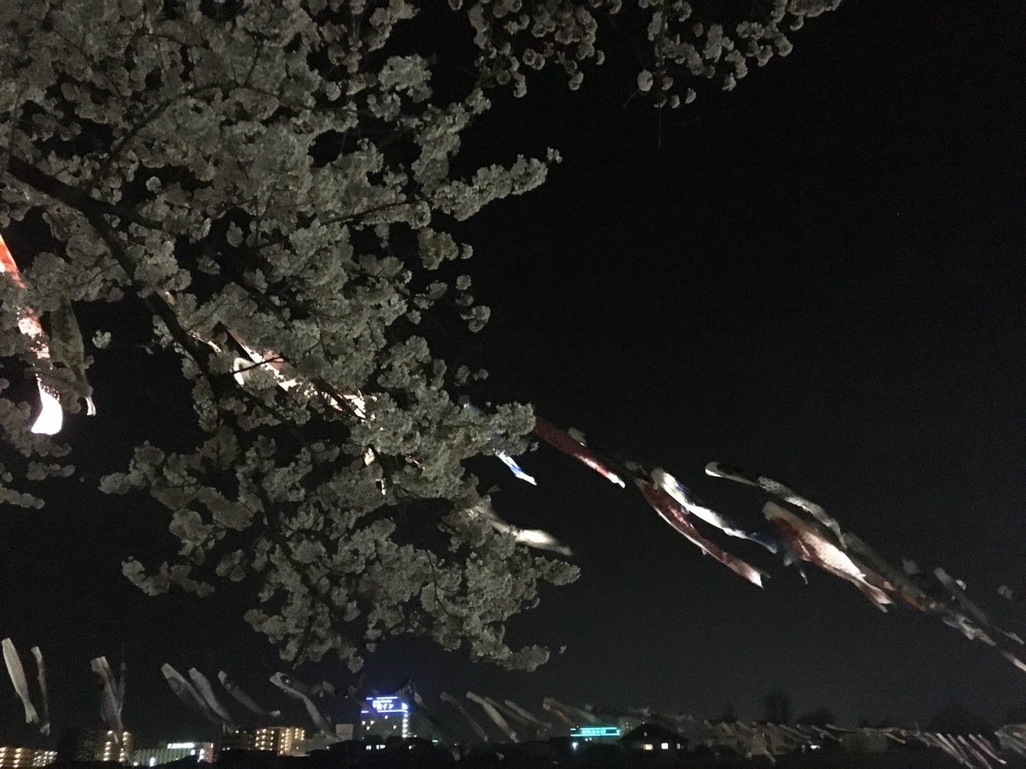 20170426_展勝地の夜桜C.jpg