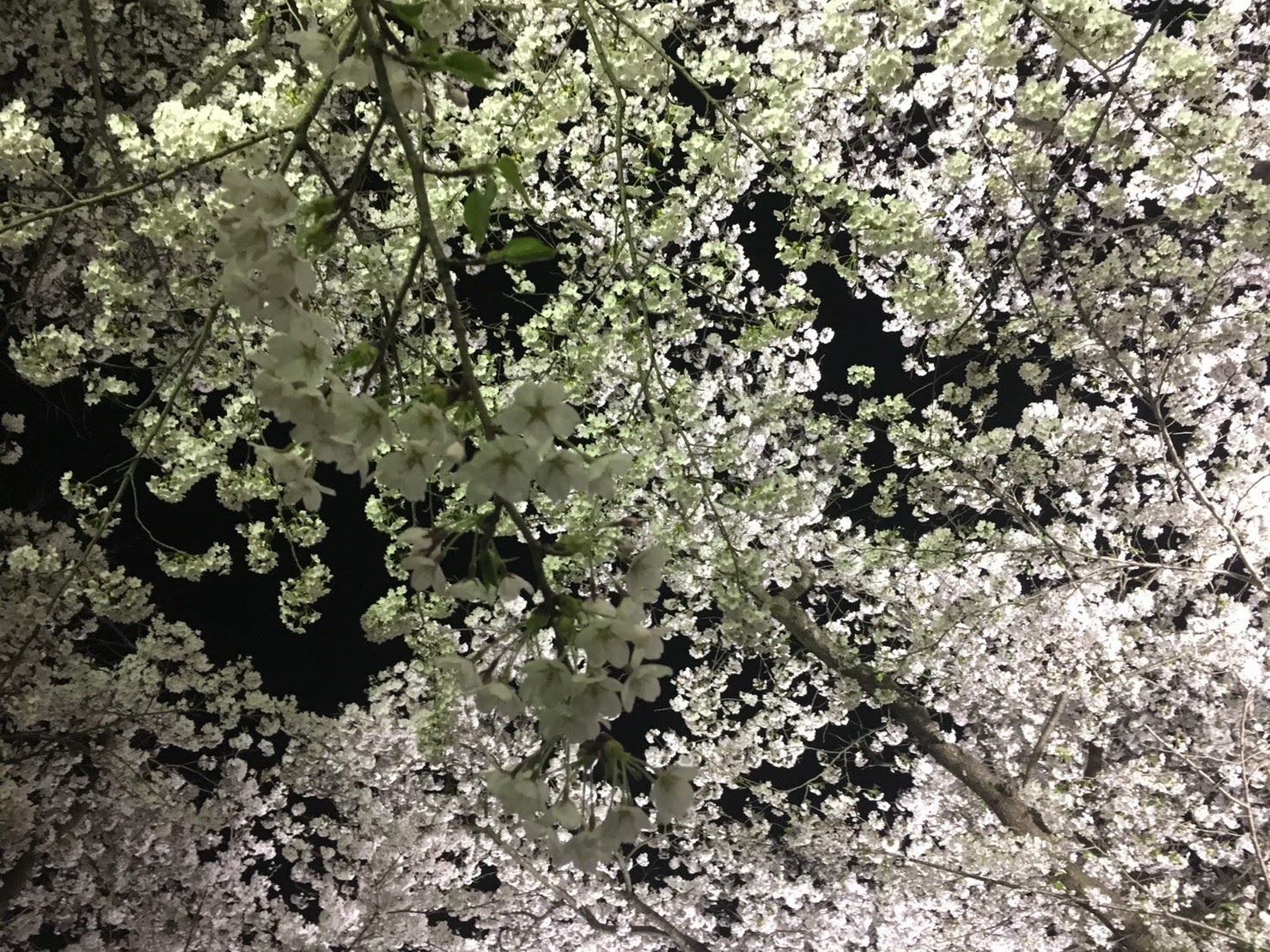 20170426_展勝地の夜桜A.jpg