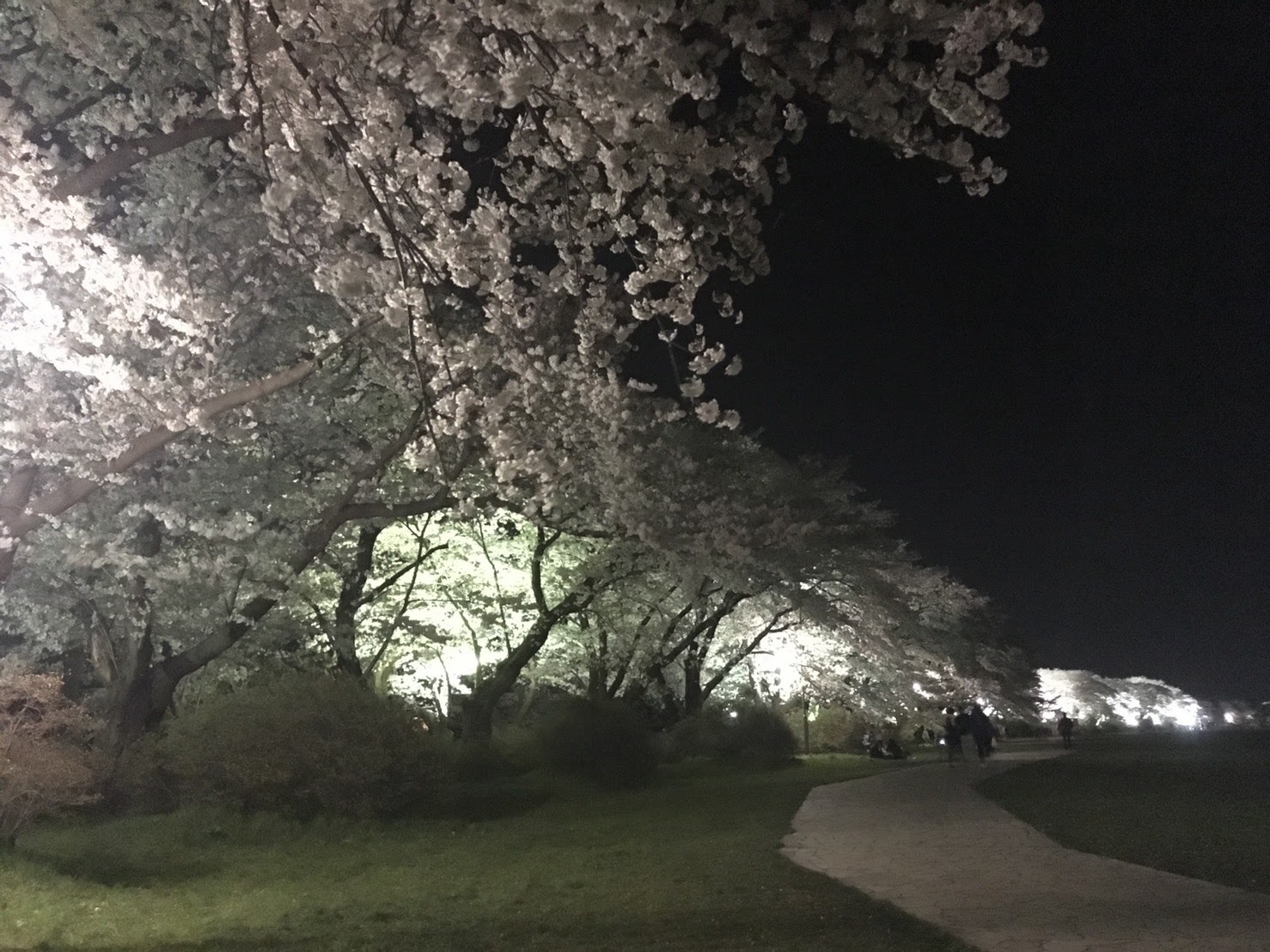 20170426_展勝地の夜桜B.jpg