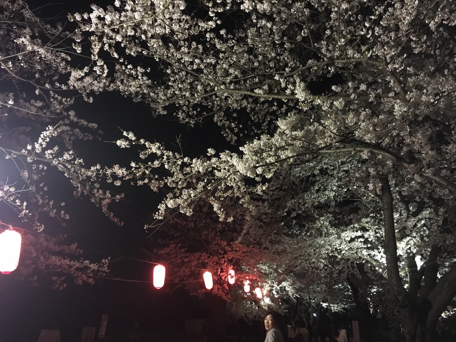 20170426_展勝地の夜桜@.jpg