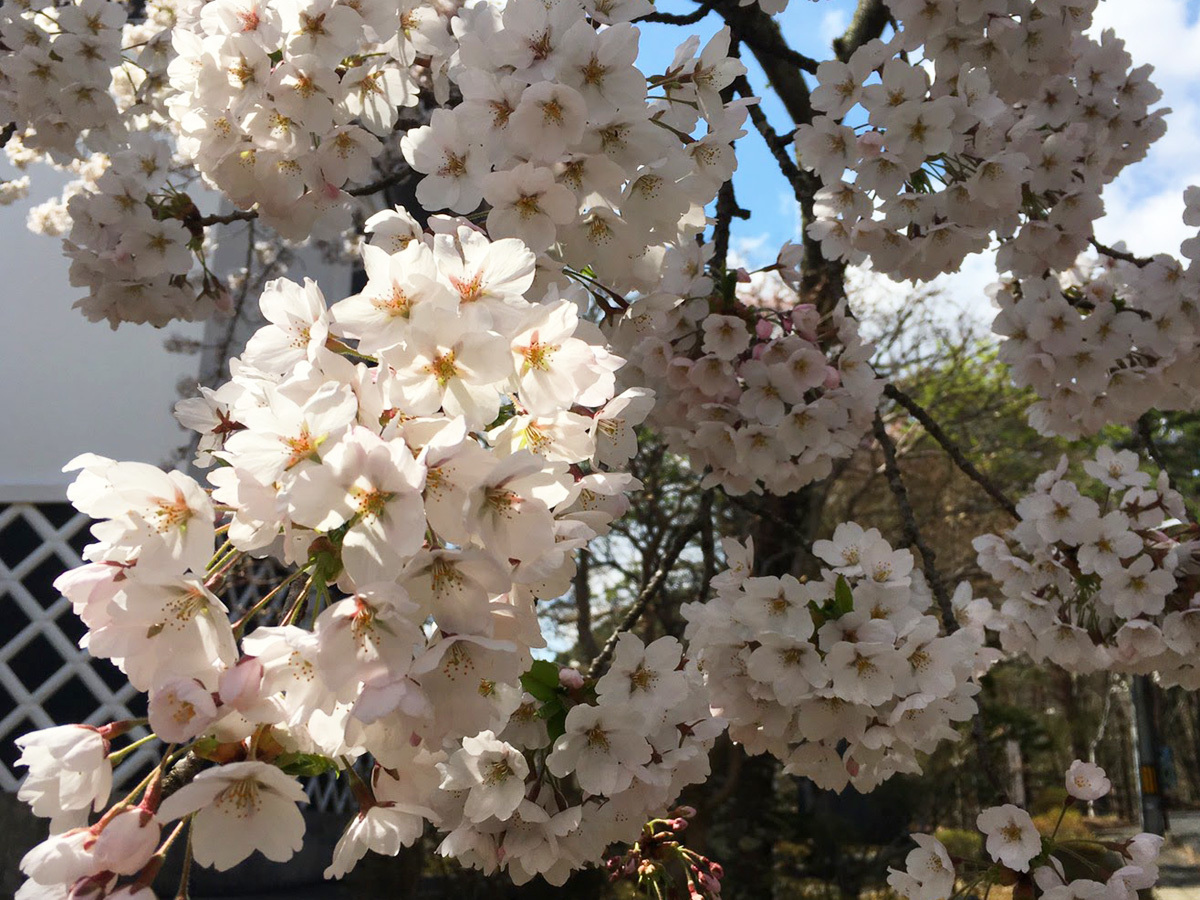 20170427_桜.jpg