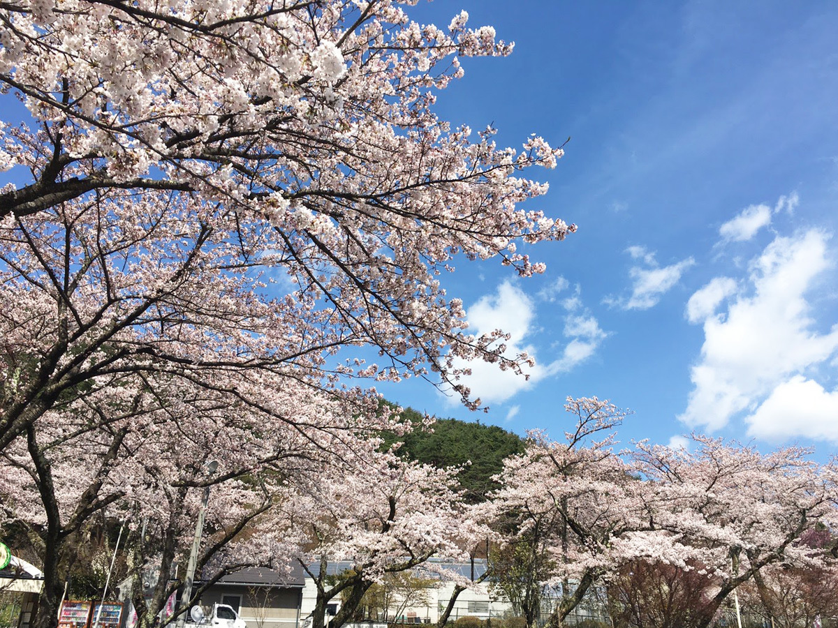 20170427_バラ園前駐車場.jpg