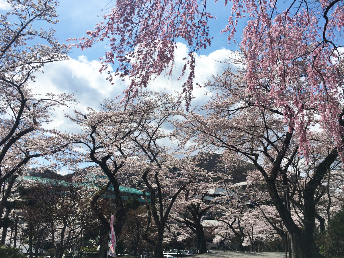 20170427_バラ園前.jpg