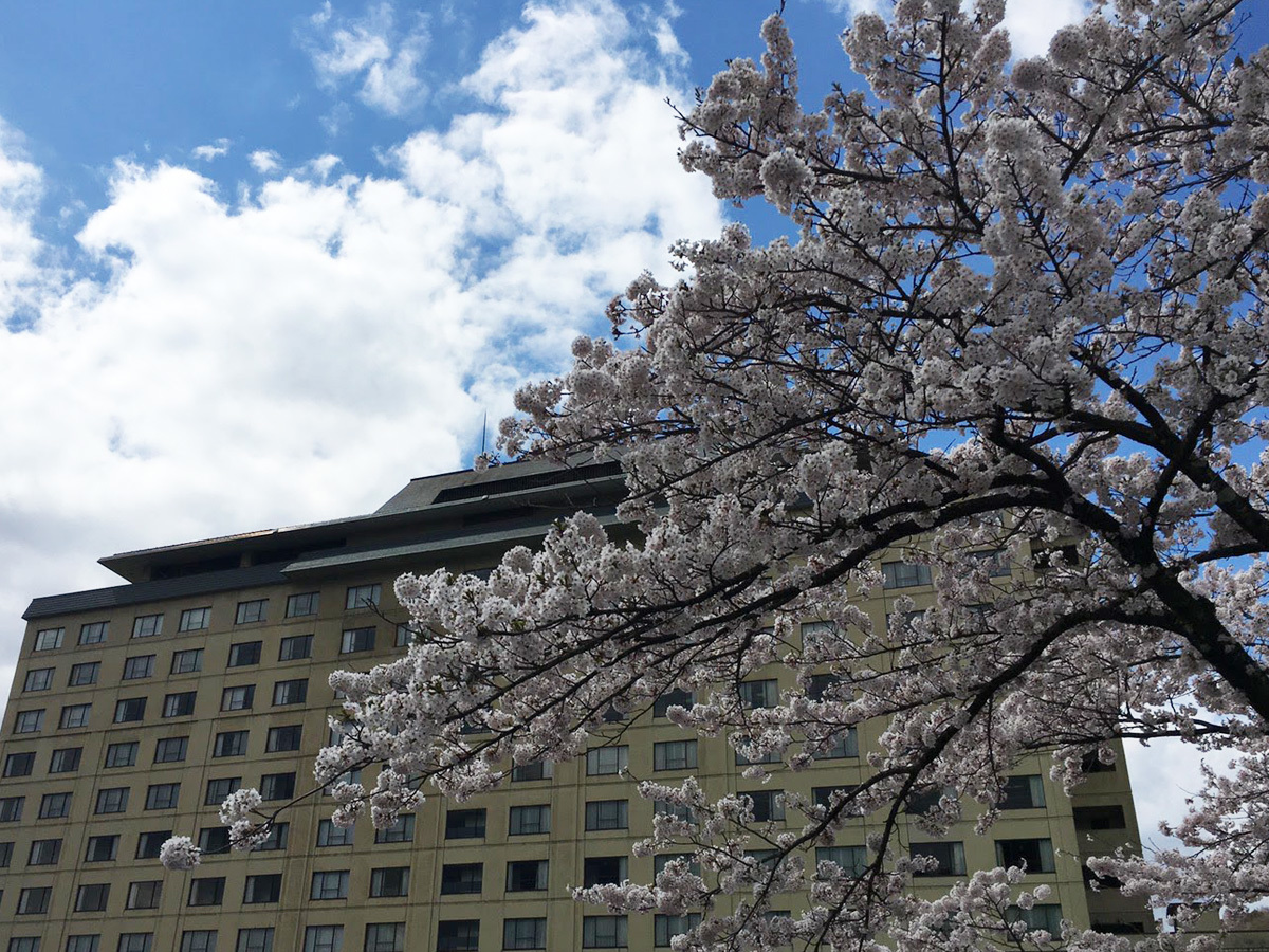 20170428_桜B.jpg