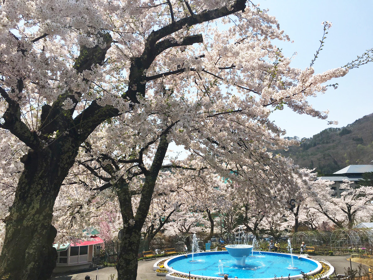 20170430_桜A.jpg