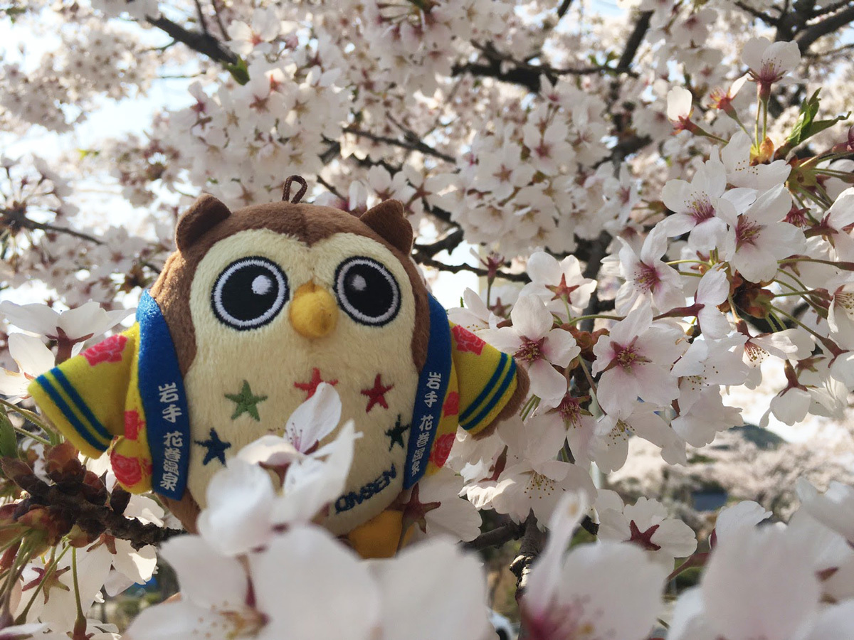20170430_桜とフクロー@.jpg