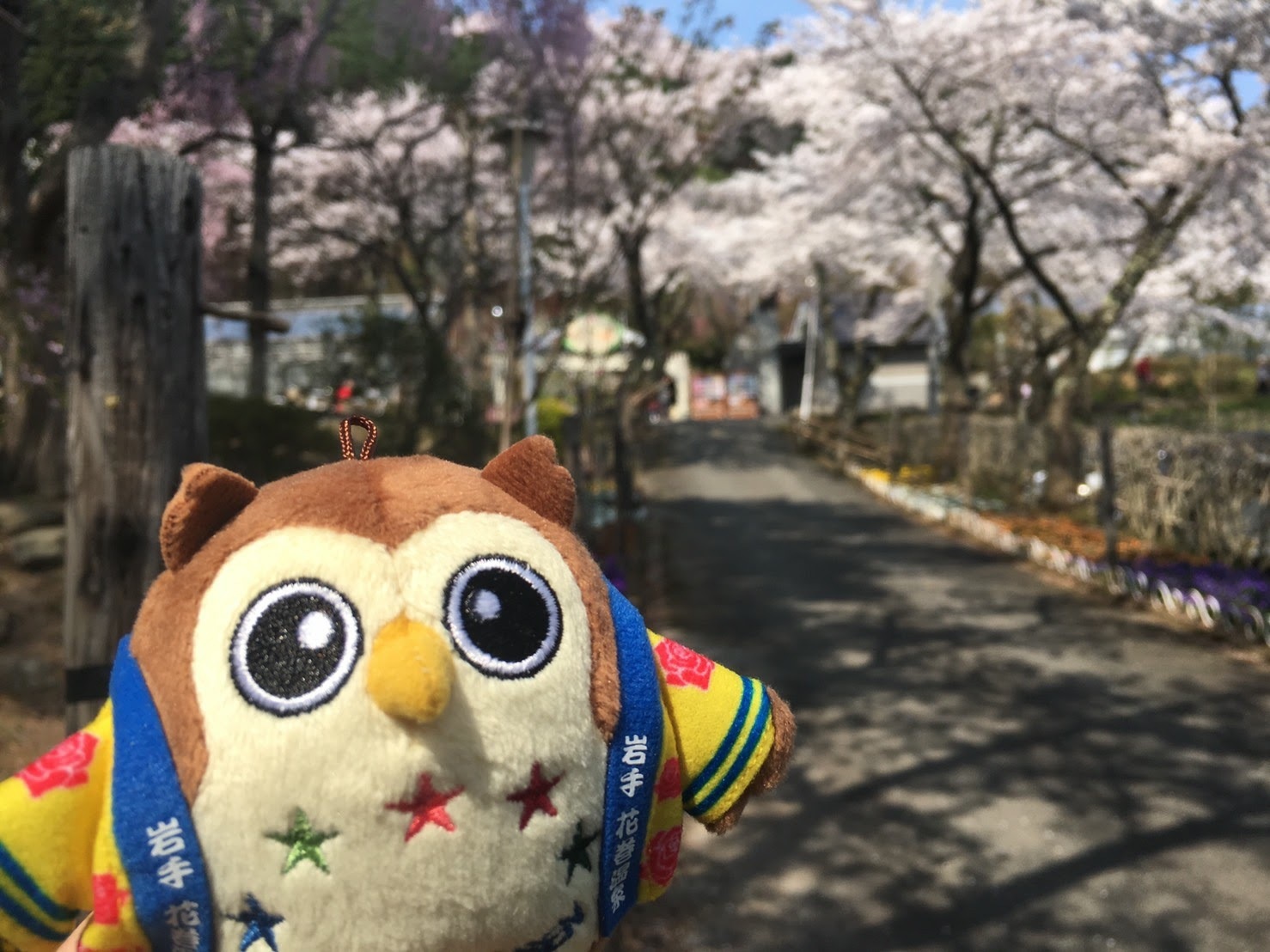 20170430_桜とフクローA.jpg