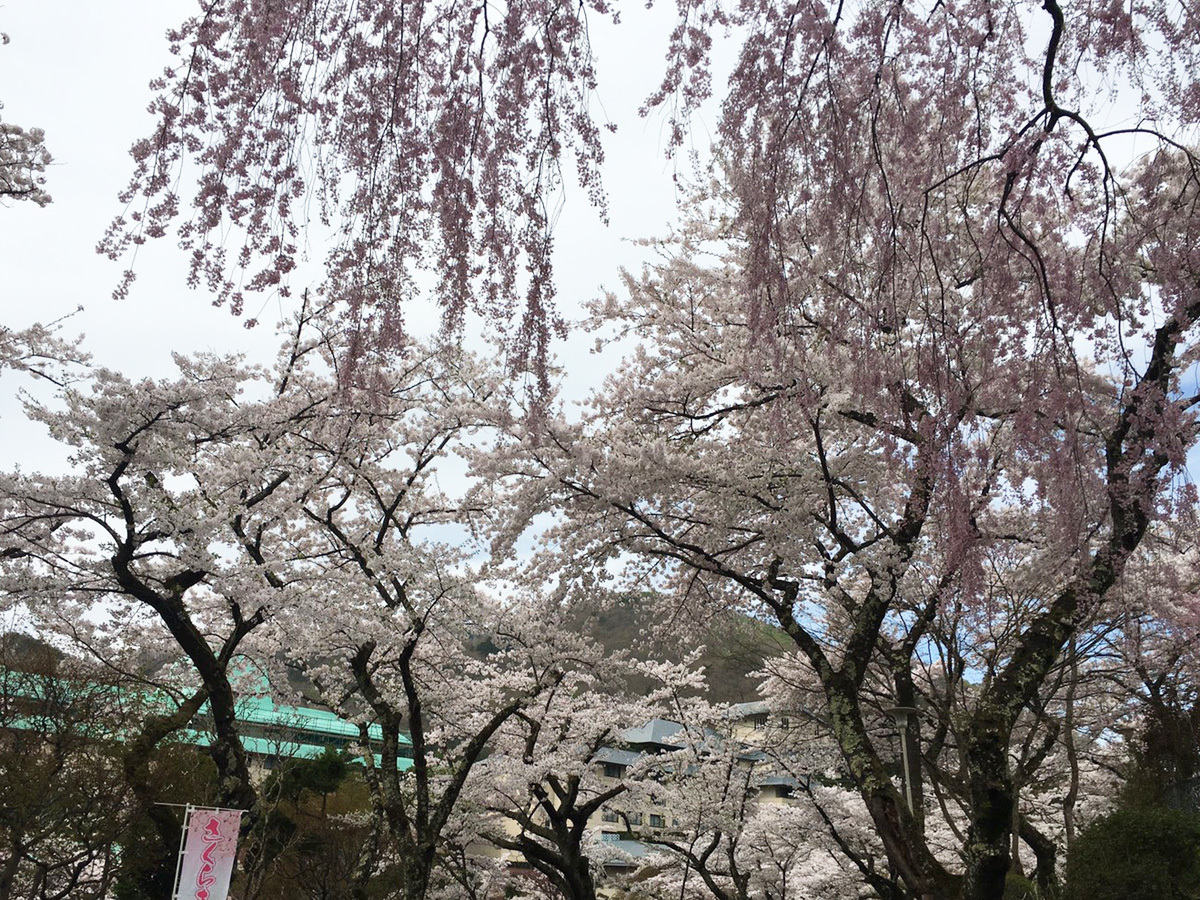 20170501_バラ園前の桜並木.jpg