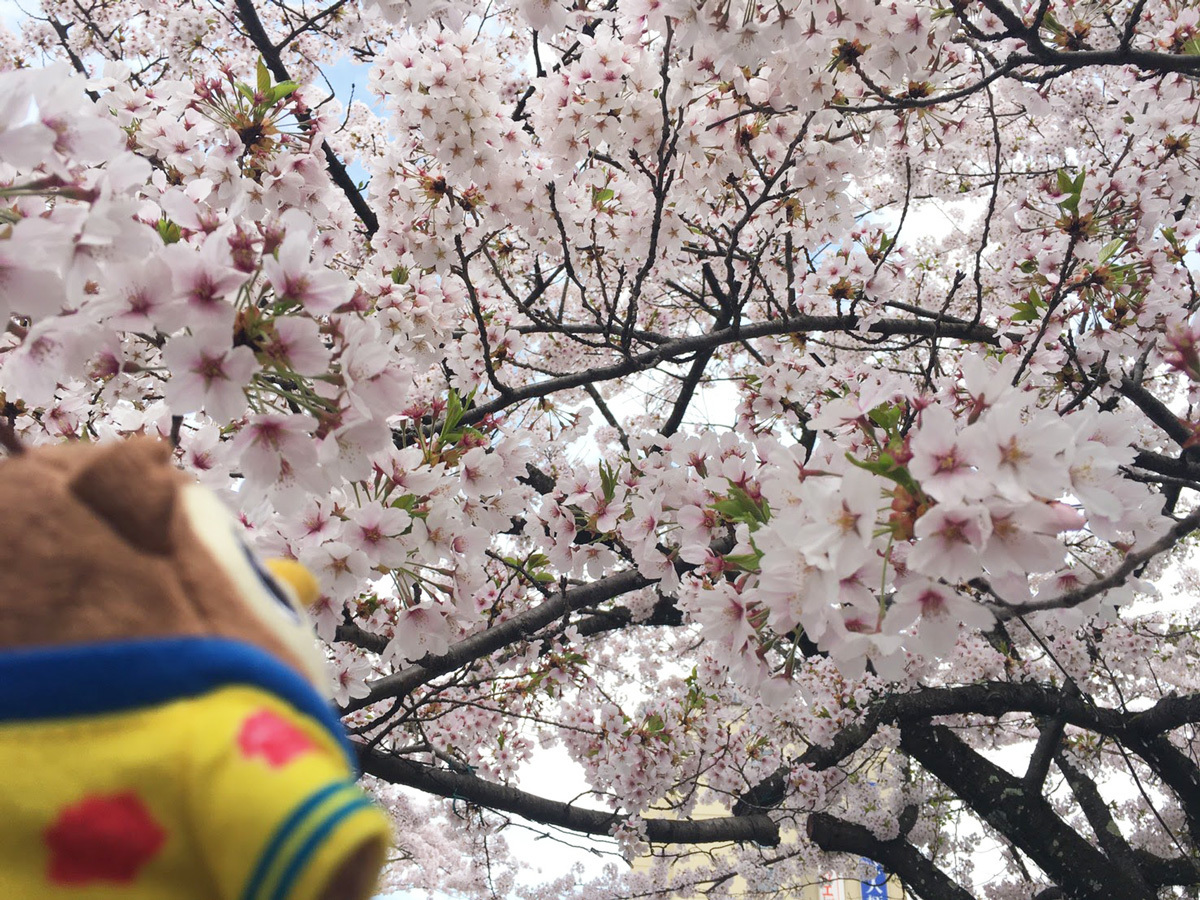 20170501_お花見フクロー.jpg