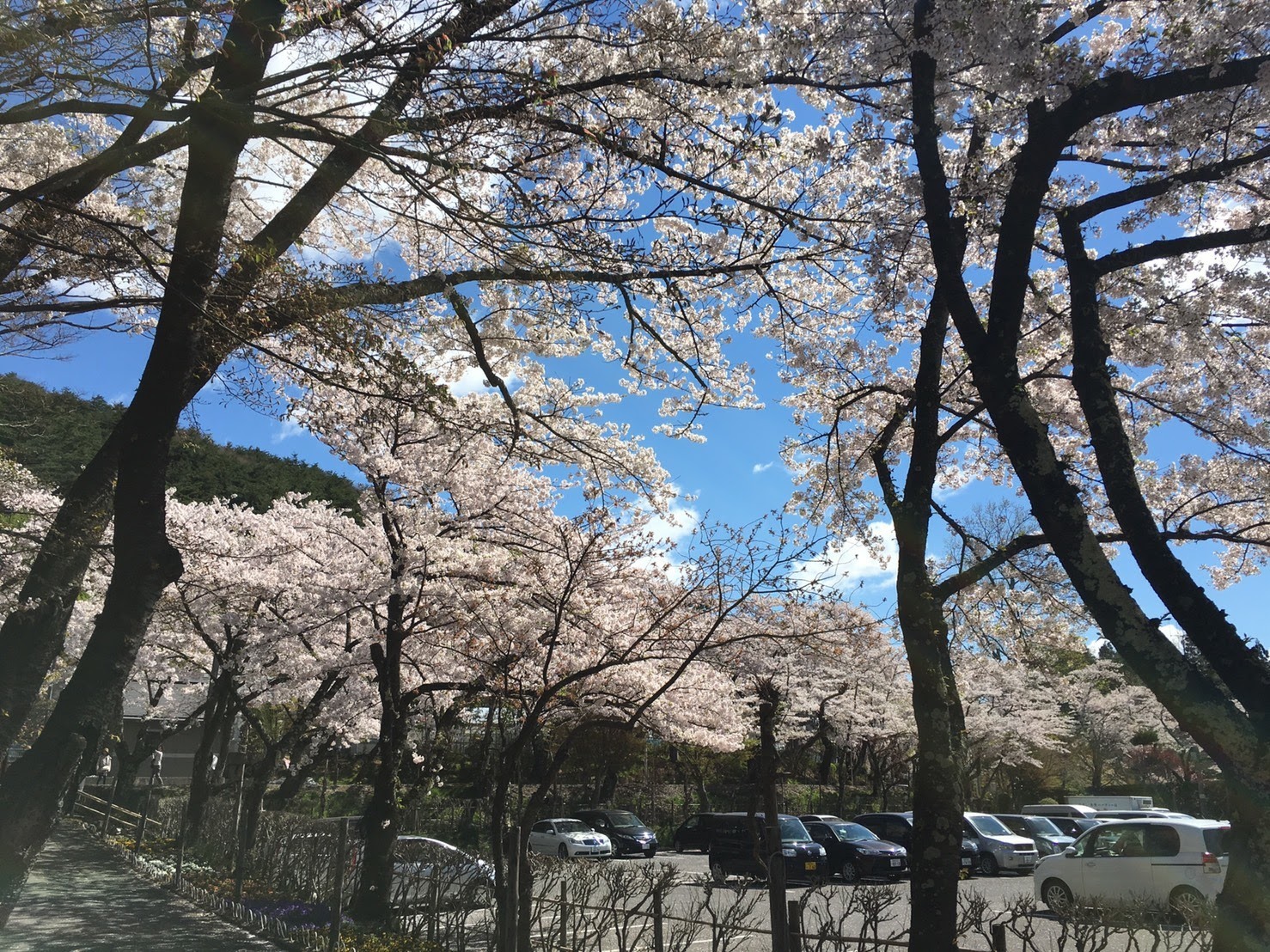20170502_駐車場付近.jpg