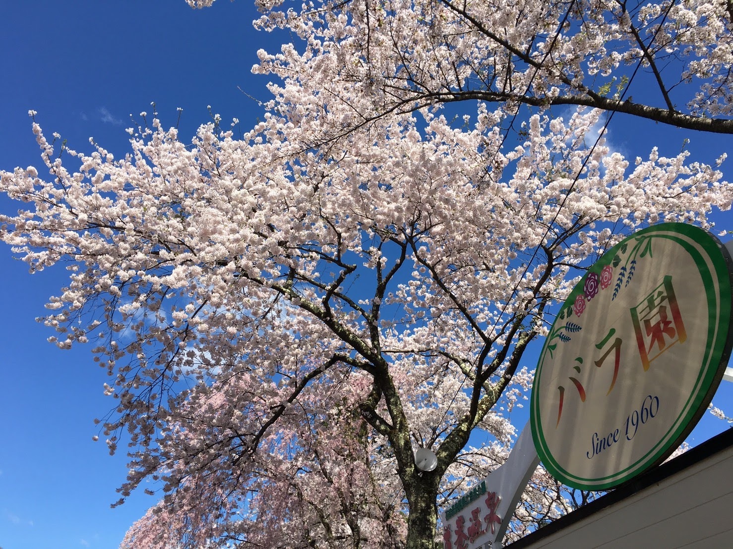 20170502_バラ園前.jpg