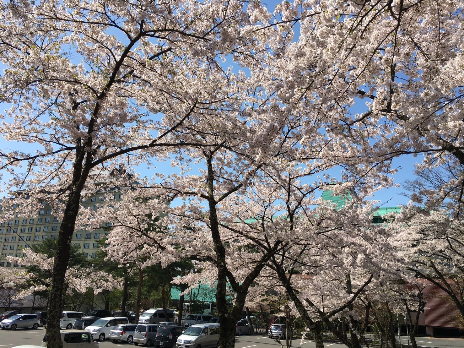 20170503_桜B.jpg