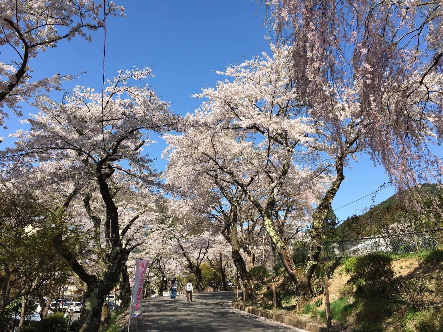 20170503_桜@.jpg