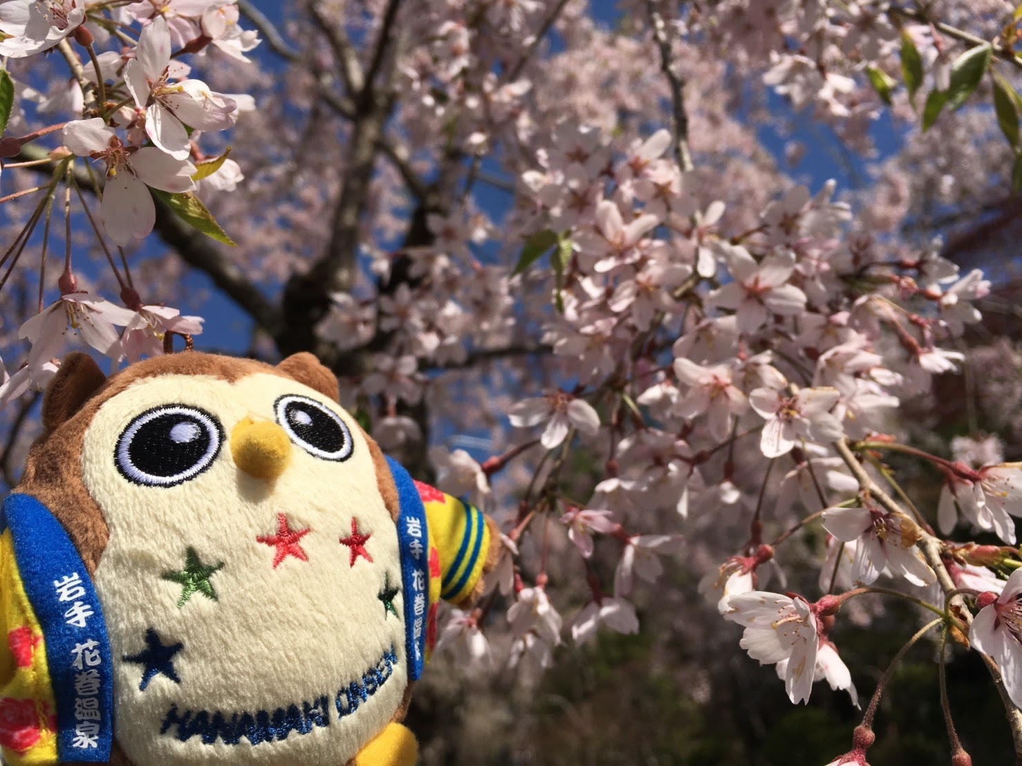 20170503_桜とフクローA.jpg