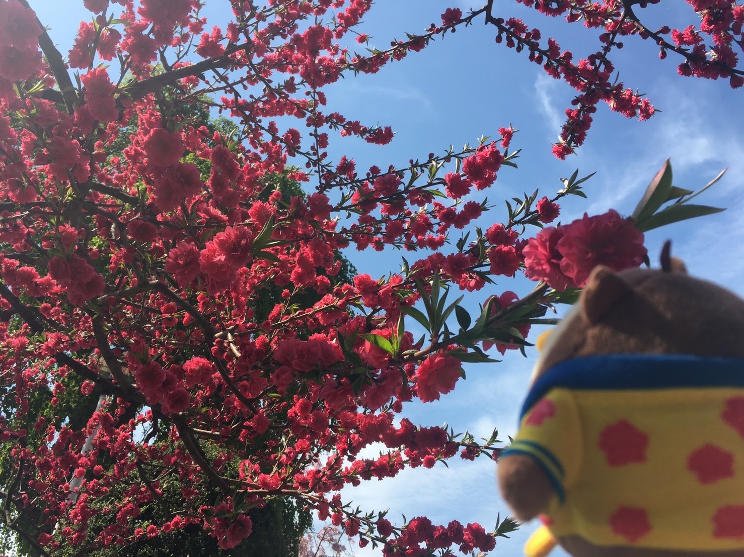 20170505_花桃とフクロー.jpg