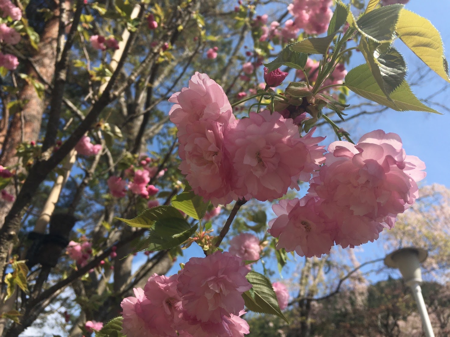 20170505_八重桜.jpg