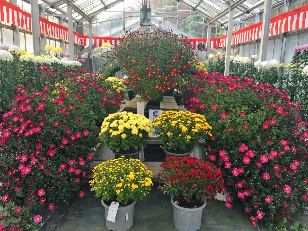 20171027_花巻温泉菊花大会A.jpg