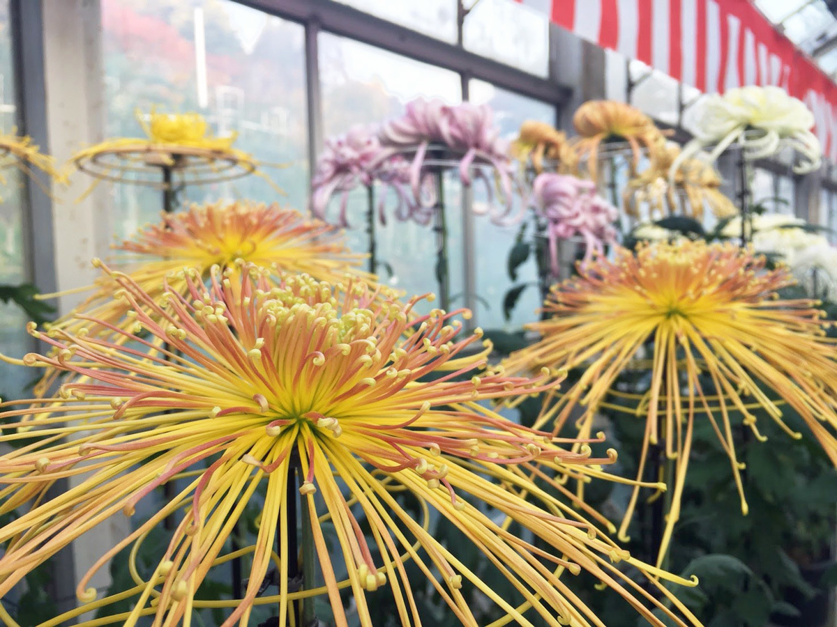 20171027_花巻温泉菊花大会D.jpg