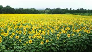 1_煙山公園のひまわり畑.jpg